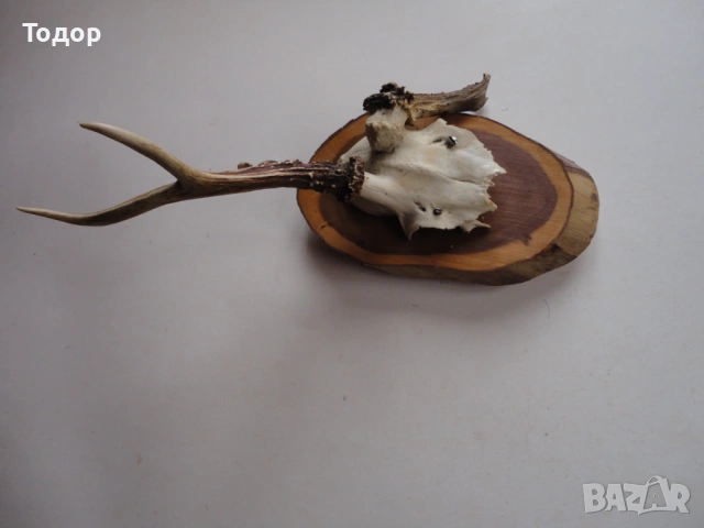 Ловен трофей рог рога 12, снимка 4 - Ножове - 54087255