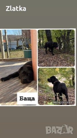 Кане корсо, снимка 8 - Кане корсо - 54104454