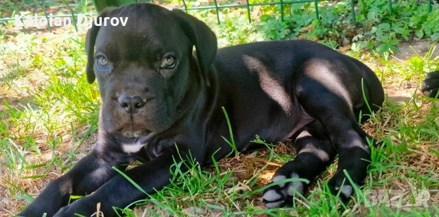 продавам кученца кане корсо , снимка 9 - Кане корсо - 54979573