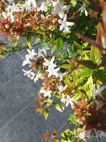 Абелия Грандифлора Прострата, Аbelia Grandiflora Prostrata!!!, снимка 4 - Градински цветя и растения - 55601458