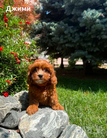 Кавапу Cavapoo !!!