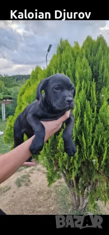 продавам кученца кане корсо 
