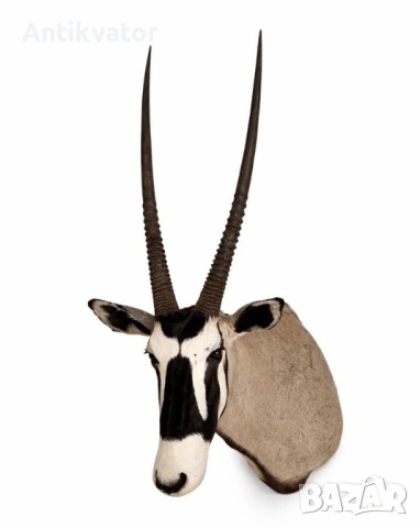 Красив трофей от орикс.