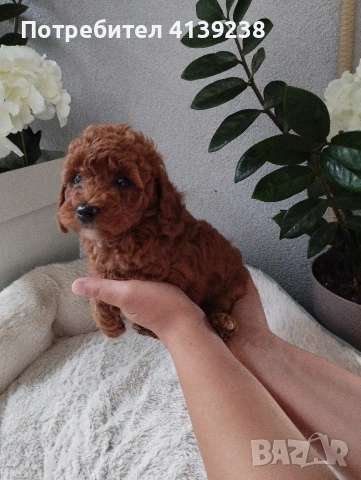 Той Пудел Poodle toi 