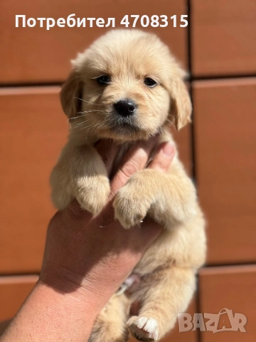 Голдън ретривър момче родословен баща, снимка 2 - Голдън ретривър - 54366591