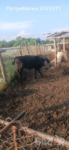 Продавам телета