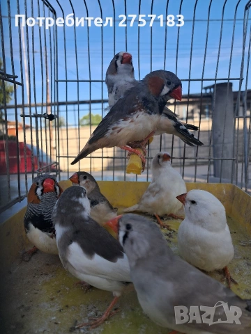 продавам зеброви амадини 2026, снимка 5 - Амадини - 54313788