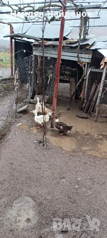 продава крякащи патки 3бр., снимка 3 - други­ - 54071337