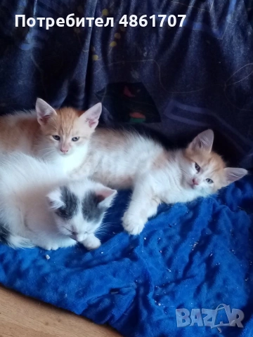 Подарявам котенца!