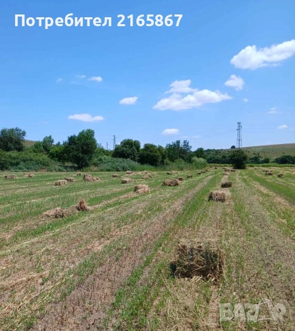 Бали люцерна
