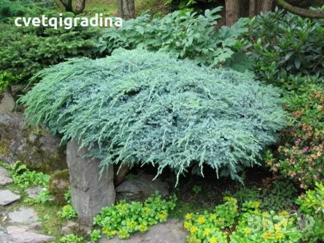 Juniperus squamata ‘Blue Carpet’-Юниперус син килим, снимка 2 - Градински цветя и растения - 55394240