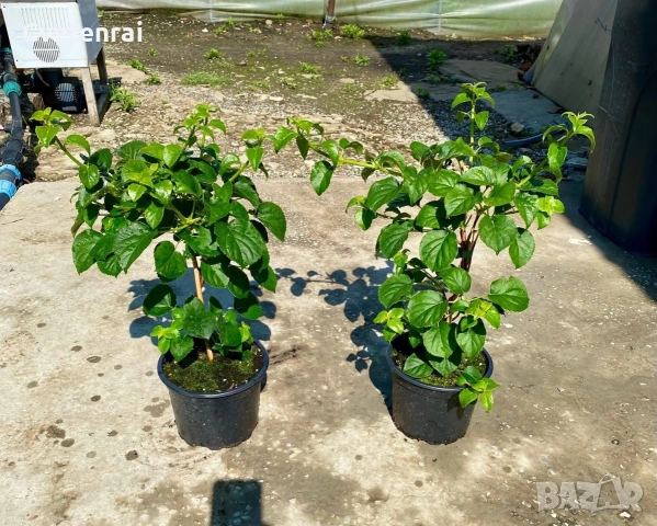 Катерлива Хортензия, снимка 3 - Градински цветя и растения - 55003807