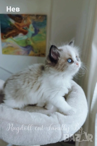 Ragdoll рагдол/регдол  котe , снимка 2 - Други - 51000590