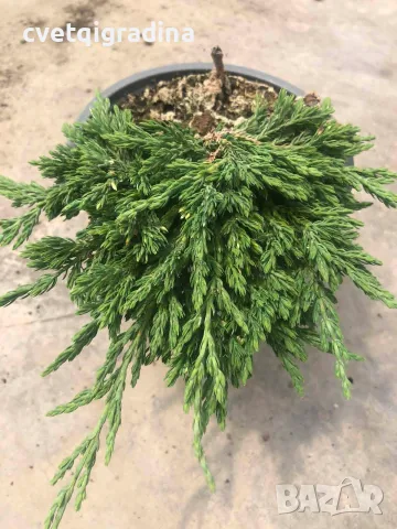 Juniperus horizontalis ‘Pancake’ (Хвойна ‘Pancake’ – „Палачинка“)