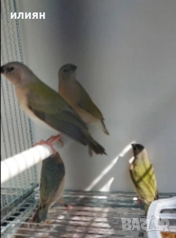 Японски,Гулдови амадини