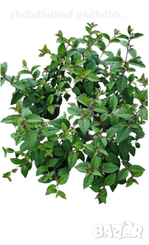 Фуксия за Градината и Балкона , снимка 18 - Градински цветя и растения - 54220620