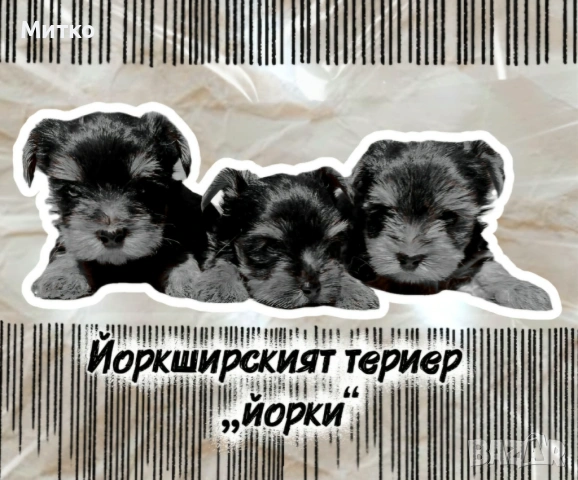 Йоркширски териер , снимка 4 - Йоркширски териер - 51544633