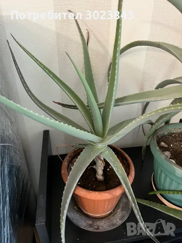 Продавам Алое Вера (Aloe Vera) , снимка 2 - Стайни растения - 55415775