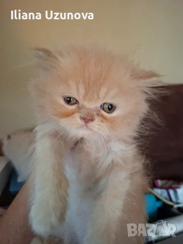 Уникални персийски котенца , снимка 10 - Персийска - 55472475