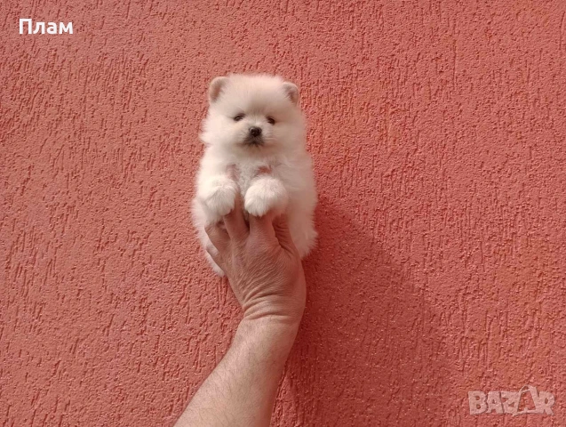 Померани.Реални снимки !, снимка 5 - Померан - 54049700