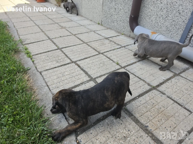 Кучета Кане Корсо, снимка 2 - Кане корсо - 55154310