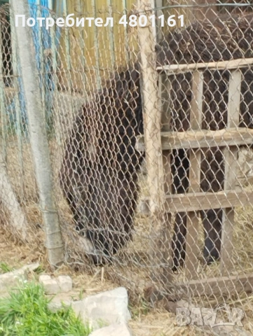 Продава се магаре на 10 месеца, снимка 2 - За селскостопански - 54240315