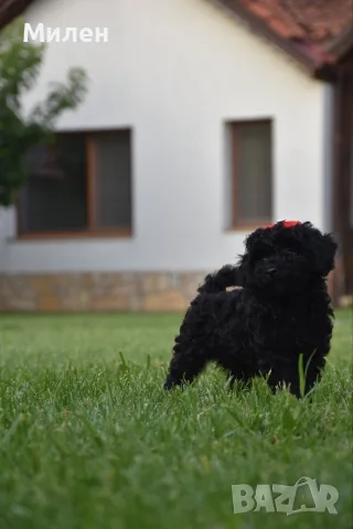 Той пудел Toy poodle, снимка 7 - Пудели - 55006000