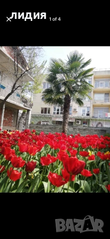 Палмите са трахикарпус България немръзнещи палми.