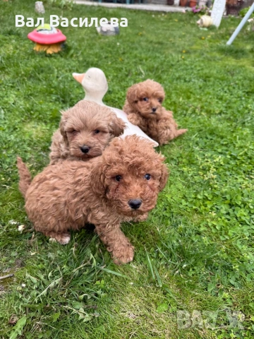 Той пудел / Toy poodle