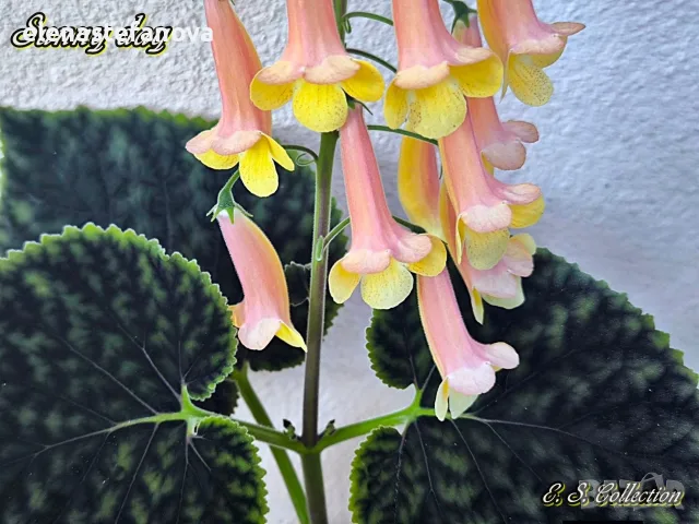 Смитианта (Smithiantha) Sunny Day, снимка 4 - Стайни растения - 55398768