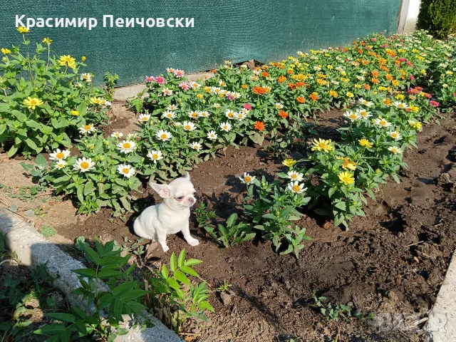 женско чихуахуа. , снимка 3 - Чихуахуа - 55636088