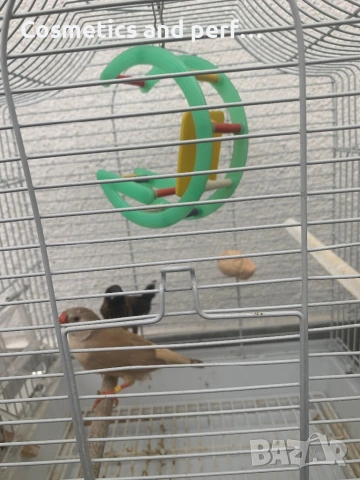 Продавам амадинки заедно с кафеса 