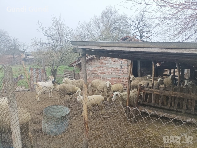 Продавам животни овце и агнета _всичките , снимка 3 - Овце - 54011718