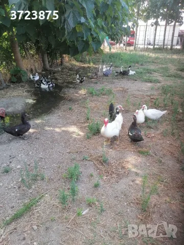 Продавам патици