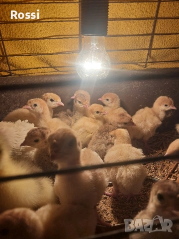 Домашни пуйчета