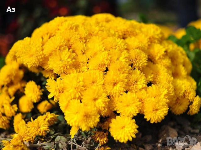 Продавам разсад на ниски Хризантеми есенни