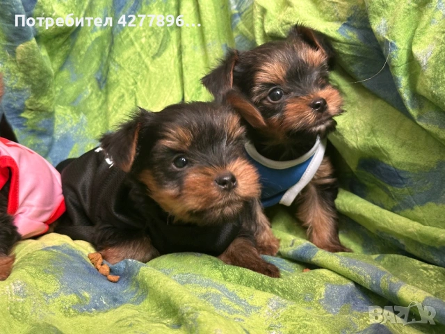 Мини йоркширчета 