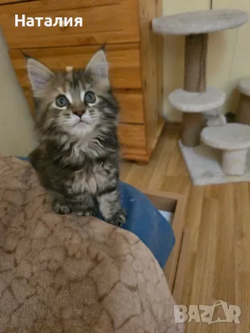 Котенца Мейн Куун, снимка 3 - Мейн кун - 55585027