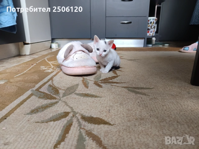 Подарявам коте за осиновяване, снимка 3 - Други - 54737335