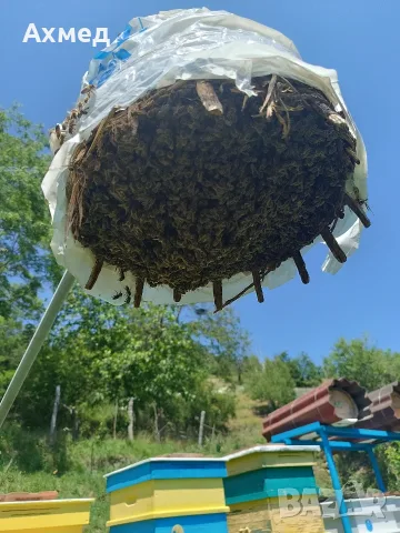 пчелни семейства рояци 