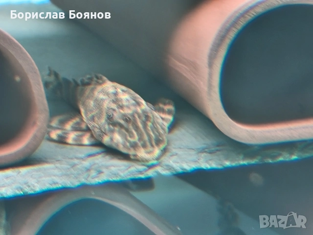 pleco, снимка 7 - Рибки - 54176529