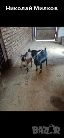 Продавам МИНИ КОЗИ, снимка 7 - Кози - 54429821
