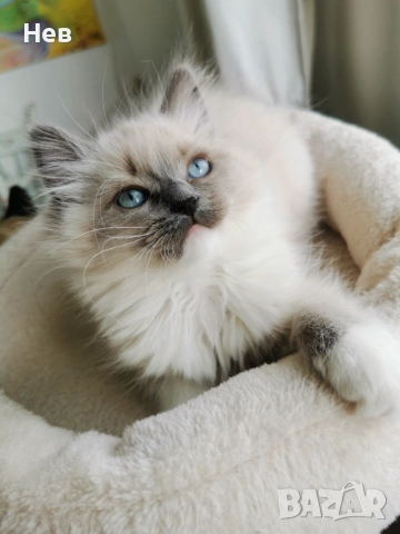 Ragdoll рагдол/регдол  котe , снимка 9 - Други - 51000590
