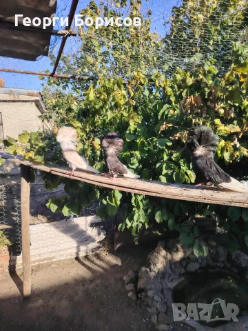 Свободни Гълъби Яканлии