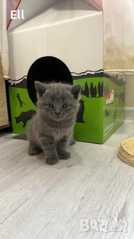 Британски котета, снимка 4 - Британска късокосместа - 54913462