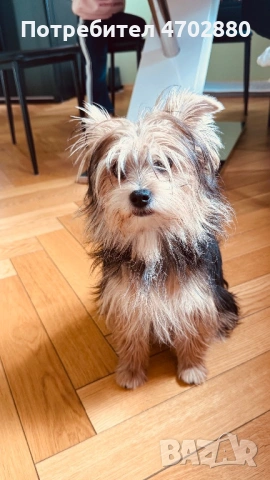 Йоркширски териер, снимка 2 - Йоркширски териер - 54093009