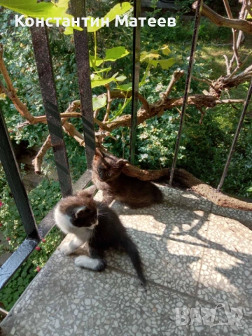 Котета за осиновяване, снимка 2 - Други - 54799452