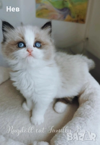 Ragdoll рагдол/регдол  котe , снимка 5 - Други - 51000590