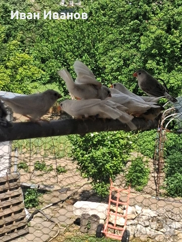 Зеброви амадини - финки, снимка 7 - Амадини - 54532205