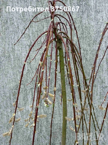 🌿 Плачеща върба – Salix caprea 'Kilmarnock', снимка 3 - Градински цветя и растения - 54103551